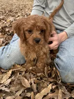 Duke, a male Cavapoo for sale in Ozark, AR – Photo 1 of 6