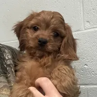 Duke, a male Cavapoo for sale in Ozark, AR – Photo 6 of 6