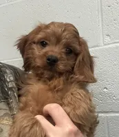 Duke, a male Cavapoo for sale in Ozark, AR – Photo 6 of 6