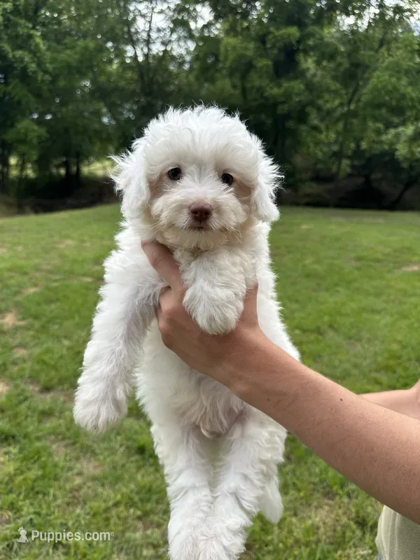 Casper – Aussiedoodle, Cavapoo puppy for sale in Ozark, AR