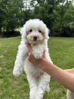 Casper, a male Aussiedoodle and Cavapoo for sale in Ozark, AR – 1 of 1