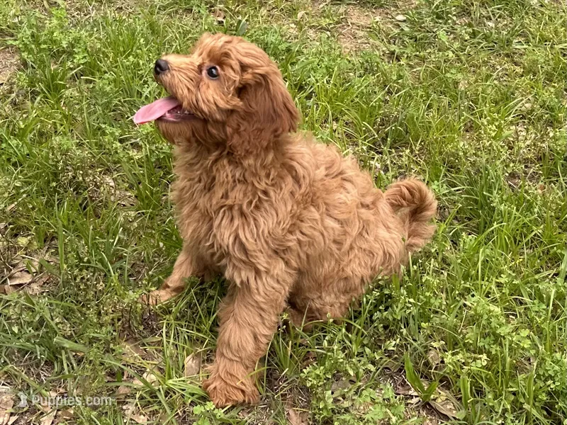 Gidget – Cavapoo, Cavalier King Charles Spaniel puppy for sale in Ozark, AR
