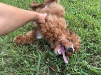 Polly , a female Cavapoo and Cavalier King Charles Spaniel for sale in Ozark, AR – 3 of 3