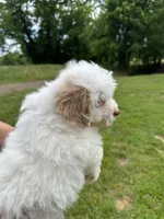 Pistol, a male Aussiedoodle and Cavapoo for sale in Ozark, AR – 3 of 3