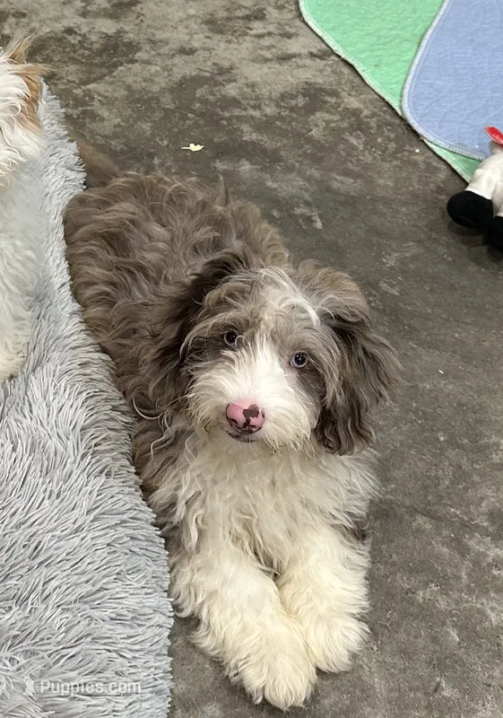 Rooster – Aussiedoodle, Cavapoo puppy for sale in Ozark, AR