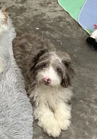 Rooster, a male Aussiedoodle and Cavapoo for sale in Ozark, AR – 1 of 2