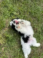 Po , a male Aussiedoodle and Cavapoo for sale in Ozark, AR – 3 of 3