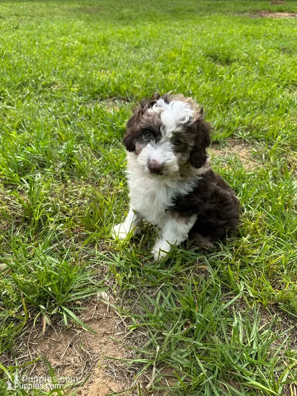 Harley  – Aussiedoodle, Cavapoo puppy for sale in Ozark, AR