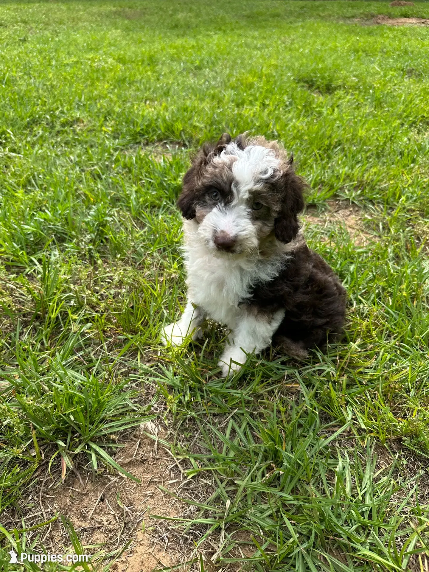 Harley , a female Aussiedoodle and Cavapoo for sale in Ozark, AR – 1 of 3