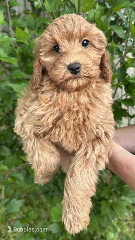 Gidget – Cavapoo, Cavalier King Charles Spaniel puppy for sale in Ozark, AR