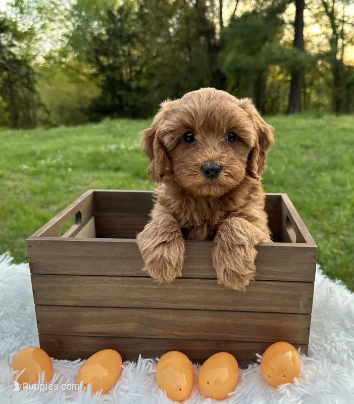 Gidget – Cavapoo, Cavalier King Charles Spaniel puppy for sale in Ozark, AR