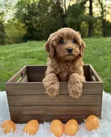 Gidget, a female Cavapoo and Cavalier King Charles Spaniel for sale in Ozark, AR – Photo 4 of 4