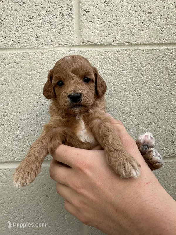 Gidget – Cavapoo, Cavalier King Charles Spaniel puppy for sale in Ozark, AR