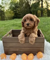 Gidget, a female Cavapoo and Cavalier King Charles Spaniel for sale in Ozark, AR – Photo 3 of 4