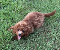 Polly , a female Cavapoo and Cavalier King Charles Spaniel for sale in Ozark, AR – 2 of 3