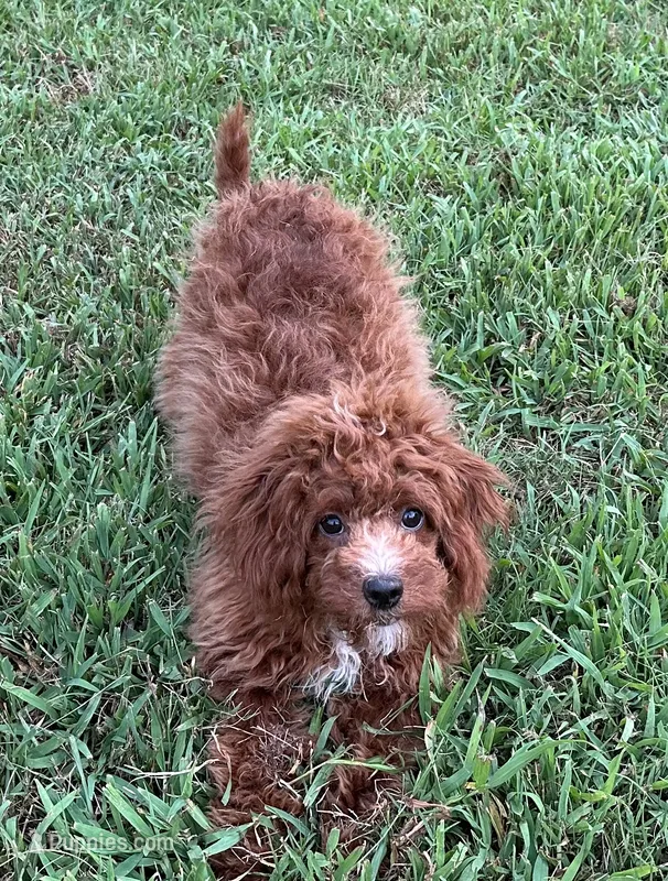 Polly  – Cavapoo, Cavalier King Charles Spaniel puppy for sale in Ozark, AR