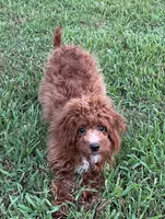 Polly , a female Cavapoo and Cavalier King Charles Spaniel for sale in Ozark, AR – 1 of 3