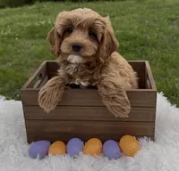 Sunny, a female Cavapoo and Cavalier King Charles Spaniel for sale in Ozark, AR – Photo 4 of 4