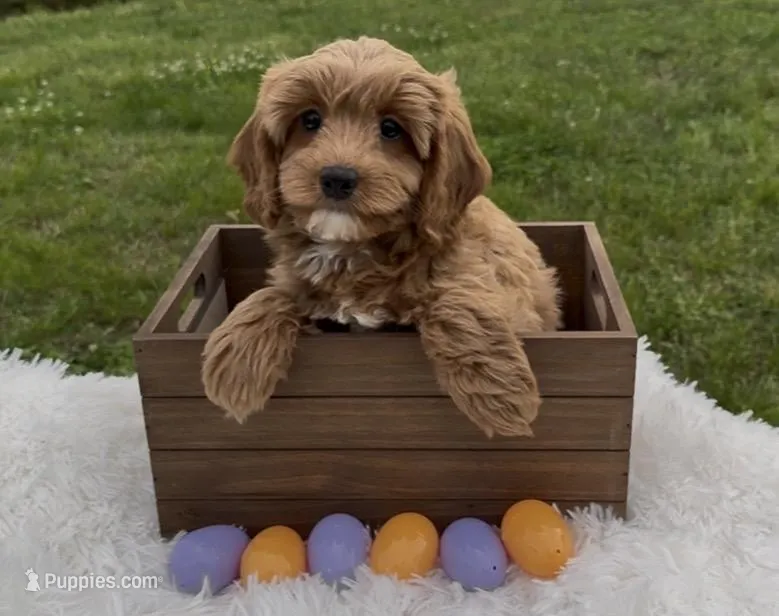 Sunny – Cavapoo, Cavalier King Charles Spaniel puppy for sale in Ozark, AR