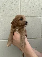 Sunny, a female Cavapoo and Cavalier King Charles Spaniel for sale in Ozark, AR – Photo 3 of 3