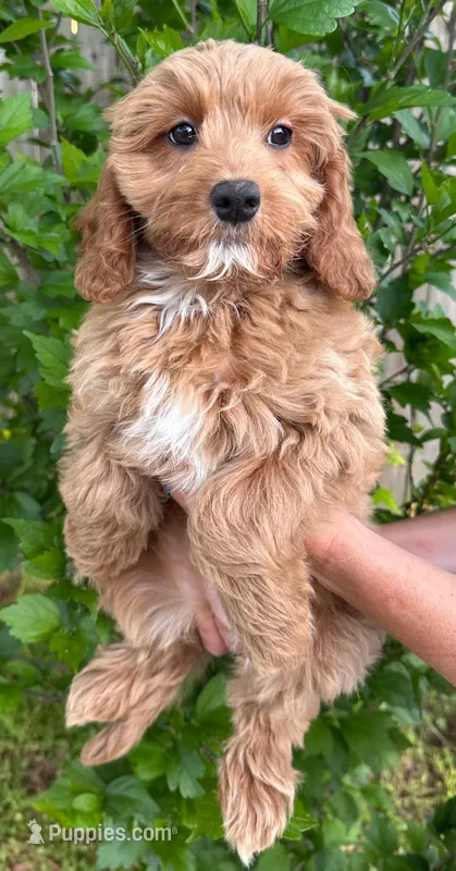Sunny – Cavapoo, Cavalier King Charles Spaniel puppy for sale in Ozark, AR