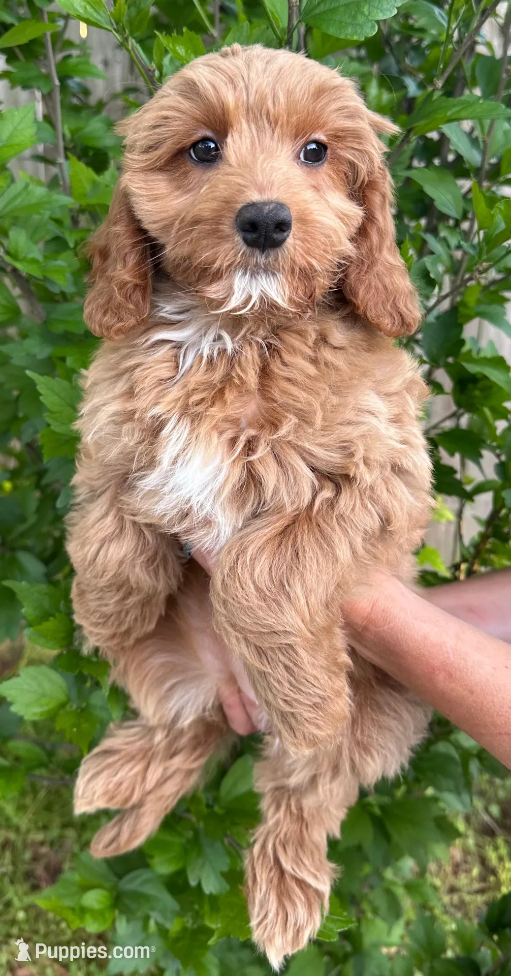 Sunny, a female Cavapoo and Cavalier King Charles Spaniel for sale in Ozark, AR – Photo 1 of 4