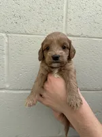 Sunny, a female Cavapoo and Cavalier King Charles Spaniel for sale in Ozark, AR – Photo 1 of 3
