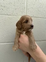 Sunny, a female Cavapoo and Cavalier King Charles Spaniel for sale in Ozark, AR – Photo 2 of 3