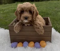 Sunny, a female Cavapoo and Cavalier King Charles Spaniel for sale in Ozark, AR – Photo 2 of 4