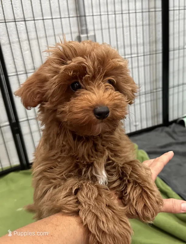 Tiny Totsie – Cavapoo, Cavalier King Charles Spaniel puppy for sale in Ozark, AR