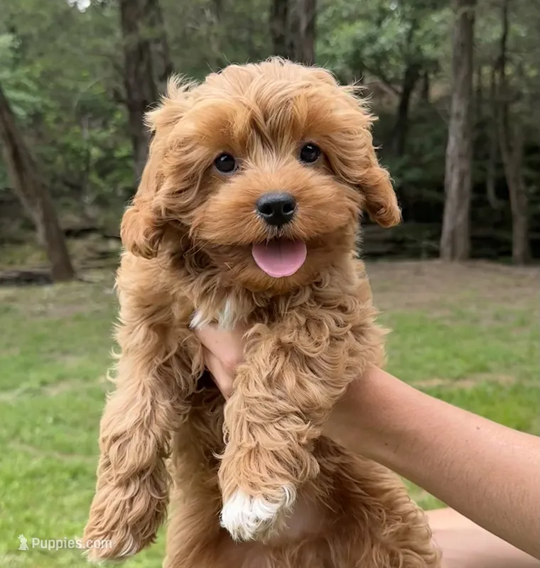 Beaux – Cavapoo puppy for sale in Ozark, AR