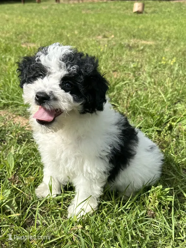 Po  – Aussiedoodle, Cavapoo puppy for sale in Ozark, AR