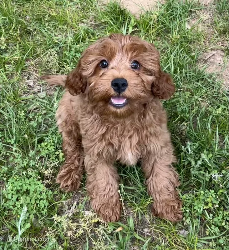 Redman – Cavapoo puppy for sale in Ozark, AR