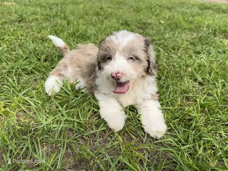 Rooster – Aussiedoodle, Cavapoo puppy for sale in Ozark, AR