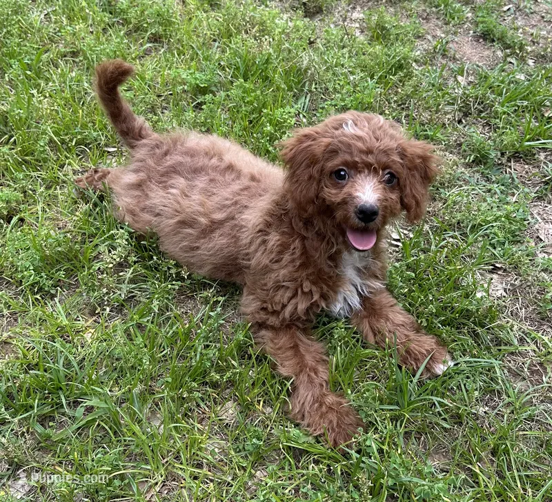 Polly  – Cavapoo, Cavalier King Charles Spaniel puppy for sale in Ozark, AR