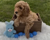 Mini Boy Curly coat, a male Cavapoo and Cavalier King Charles Spaniel for sale in Ozark, AR – Photo 2 of 2