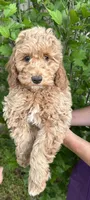 Mini Boy Curly coat, a male Cavapoo and Cavalier King Charles Spaniel for sale in Ozark, AR – Photo 3 of 3
