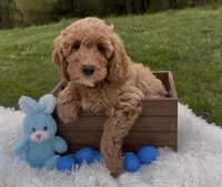 Mini Boy Curly coat, a male Cavapoo and Cavalier King Charles Spaniel for sale in Ozark, AR – Photo 1 of 2