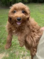 Toy Girl, a female Cavapoo and Cavalier King Charles Spaniel for sale in Ozark, AR – 2 of 3