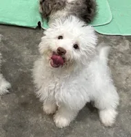 Spot, a male Aussiedoodle and Cavapoo for sale in Ozark, AR – 1 of 1