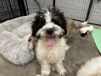 Po , a male Aussiedoodle and Cavapoo for sale in Ozark, AR – 2 of 5