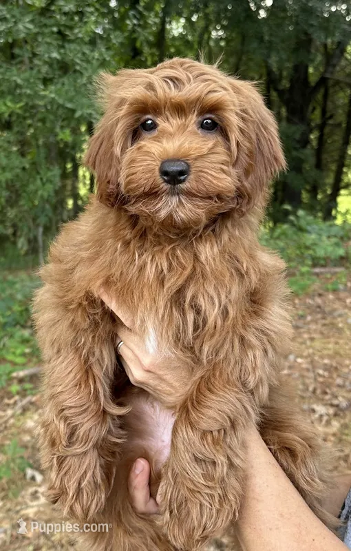 Ruby  – Cavapoo, Cavalier King Charles Spaniel puppy for sale in Ozark, AR