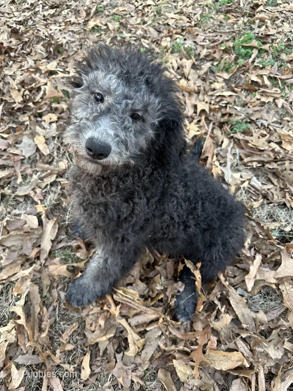 Moe – Goldendoodle puppy for sale in Ozark, AR