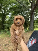 Ruby, a female Cavapoo and Poodle - Toy  for sale in Ozark, AR – 3 of 3