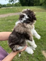Harley , a female Aussiedoodle and Cavapoo for sale in Ozark, AR – 3 of 3