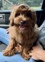 Ruby , a female Cavapoo and Cavalier King Charles Spaniel for sale in Ozark, AR – 3 of 4