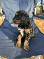 Gloria, a female Cavapoo for sale in Ozark, AR – Photo 3 of 4