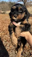 Gloria, a female Cavapoo for sale in Ozark, AR – Photo 2 of 4