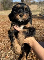 Gloria, a female Cavapoo for sale in Ozark, AR – Photo 1 of 4