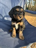 Gloria, a female Cavapoo for sale in Ozark, AR – Photo 4 of 4